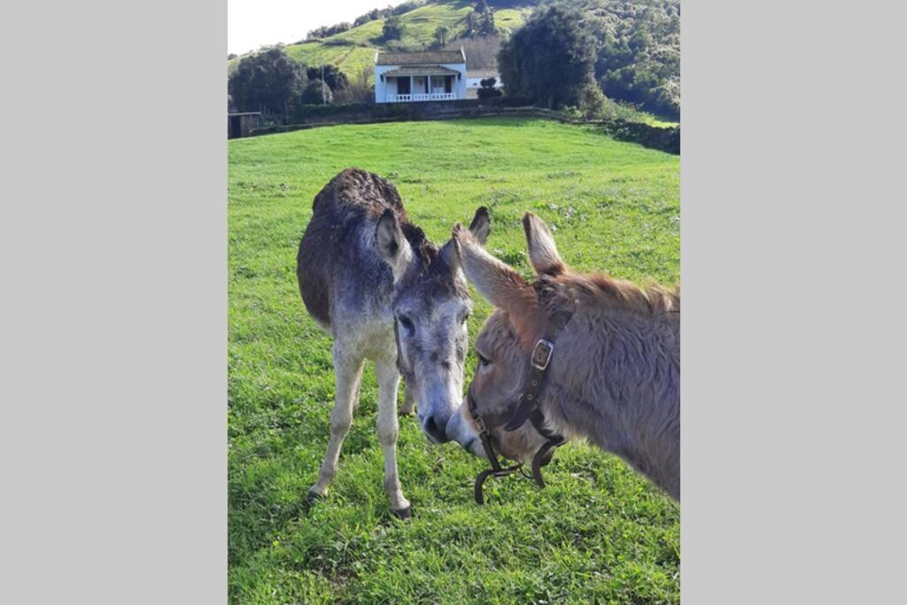 Casa Da Mediana Daire Ribeira Grande Dış mekan fotoğraf